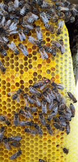 Пчеломатка Пчелопакеты