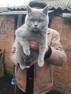Продается котик британец 7 месяцев