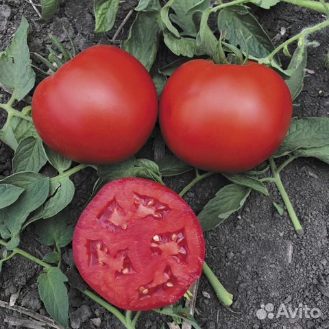 Семена Томата 