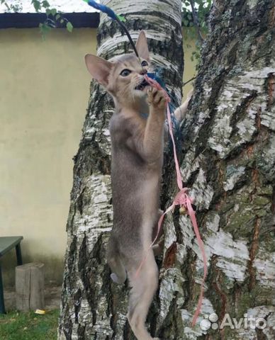 Котенок породы абиссинская в добрые и ответственны