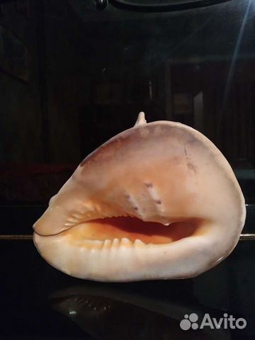 Морские кораллы и раковины