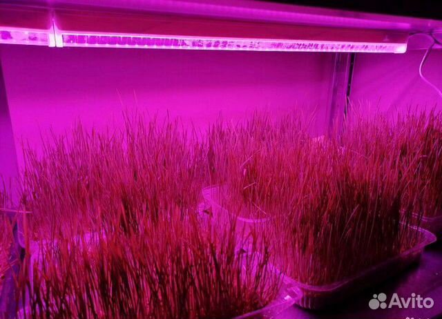 Фитолампа для растений 57см (9w) новая