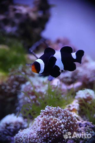 Клоун черный Amphiprion ocellaris (Black Snowflake