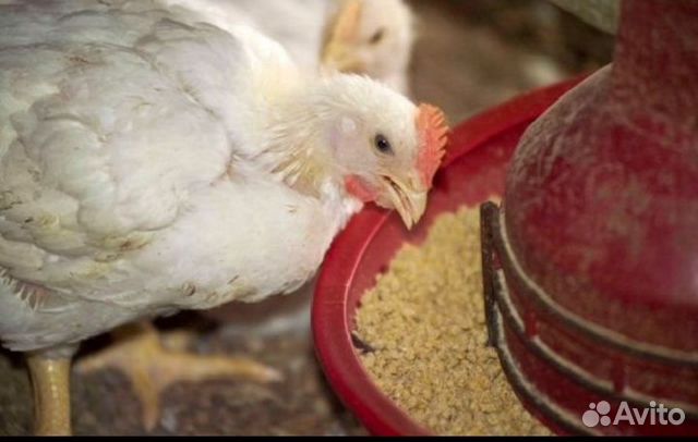 Бройлерные цыплята и куры на мясо живым весом