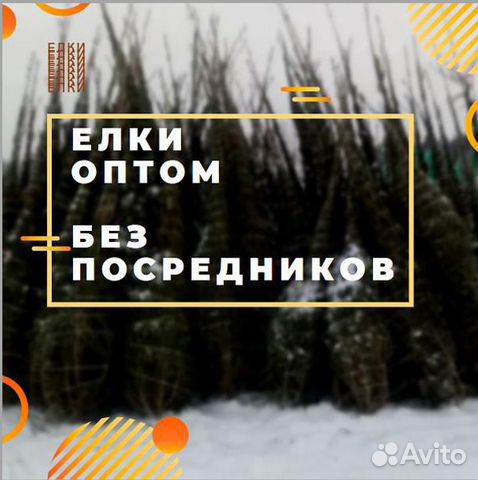 Авито Новогодние Сосны Оптом Авито Новогодние Сосны Оптом