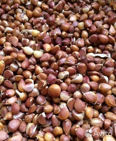 Чеснок Шадейка семена воздушка бульбочка однозубка