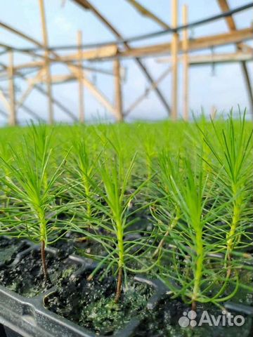 Сеянцы сосны с окс и зкс в кассет