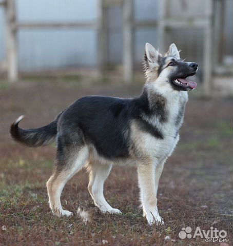 Отдаю собаку щенка Альму в добрые руки