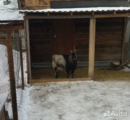 Козёл на племя