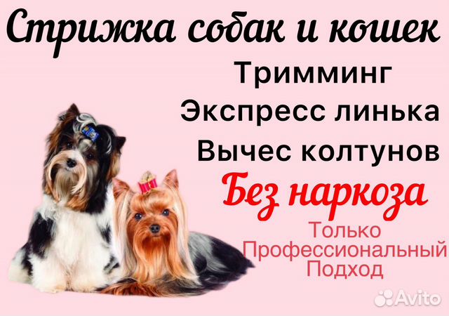 Профессиональная стрижка собак салонного уровня