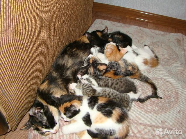 У каких кошек рождаются трехцветные котята