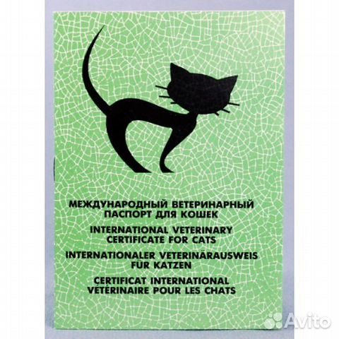 Фото на ветеринарный паспорт кошка требования