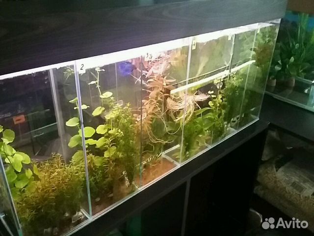 Продажа аквариумных растений купить на Зозу.ру - фотография № 1