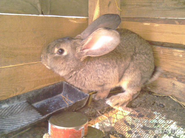 Кролики гиганты и маленькие крольчата великанов купить на Зозу.ру - фотография № 1