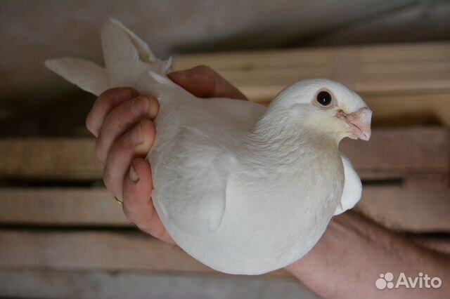 Выпуск белых голубей на свадьбе и празднике купить на Зозу.ру - фотография № 4