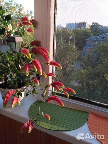 Белопероне черенок Белопероне черенок