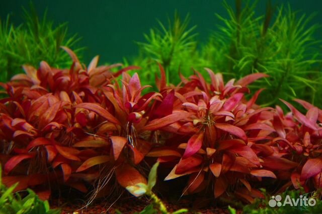 Растения в аквариум купить на Зозу.ру - фотография № 9