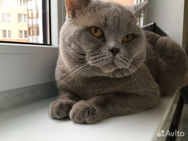 Вязка с шотландским котом