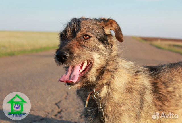 Настоящая семейная собака Шаня купить на Зозу.ру - фотография № 1
