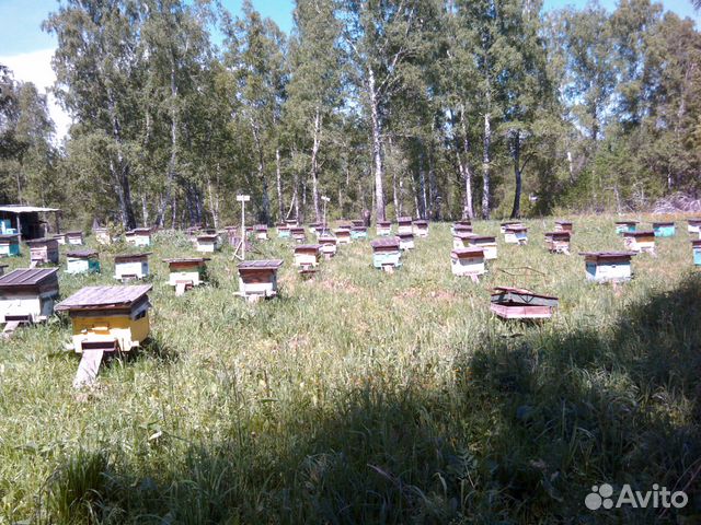 Пчелы на высадку купить на Зозу.ру - фотография № 1