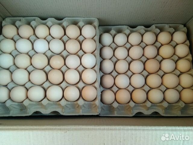 Инкубационные яйца бройлеров и молодняк купить на Зозу.ру - фотография № 2