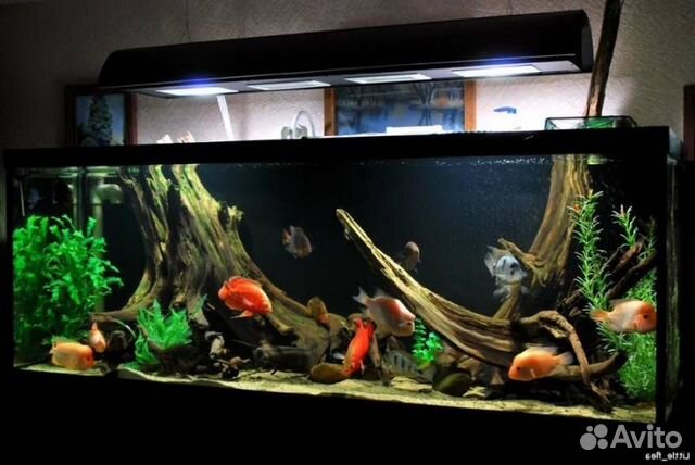 Обслуживание аквариумов, запуск аквариумов