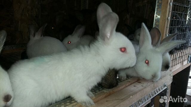 Продажа кроликов купить на Зозу.ру - фотография № 2