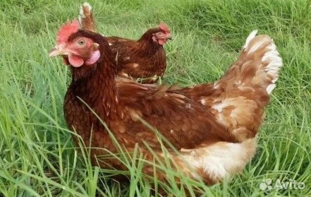 Куры несушки