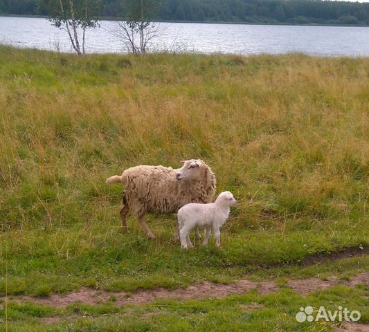 Бараны, овцы, ягнята, козы купить на Зозу.ру - фотография № 5