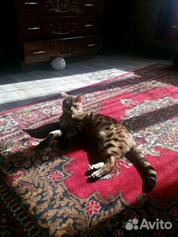Бенгальский кот, вязка купить на Зозу.ру - фотография № 2