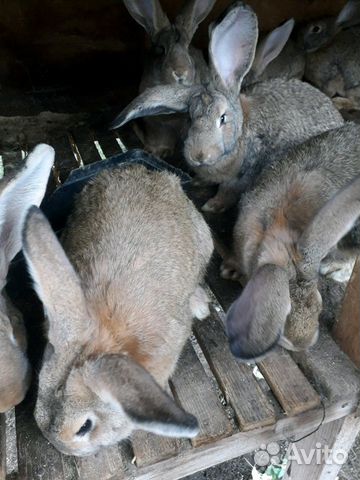 Кролики Фландр Ризен купить на Зозу.ру - фотография № 7