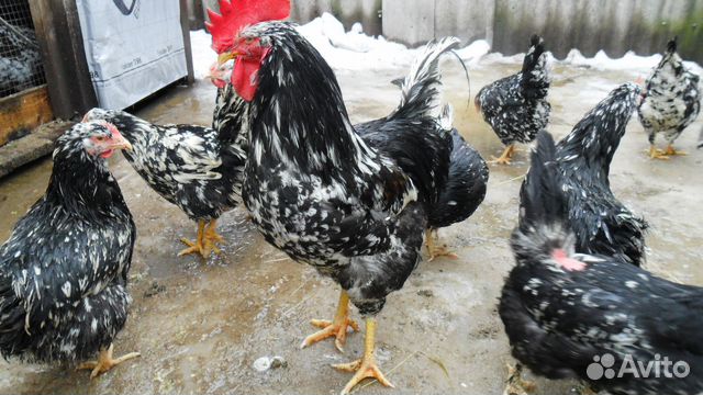 Ливенские Куры Фото