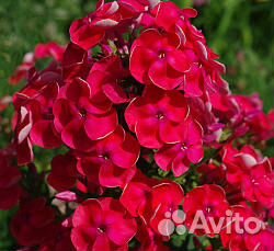 Флоксы метельчатые