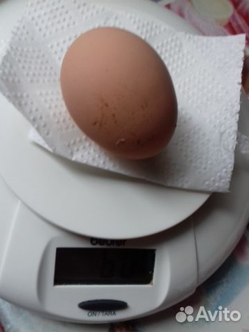 Яйцо инкубационное от домашних курочек купить на Зозу.ру - фотография № 5