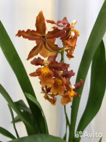 Орхидея камбрия