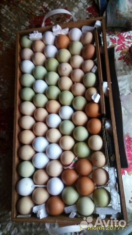 Яйцо инкубационное пушкинских кур купить на Зозу.ру - фотография № 2