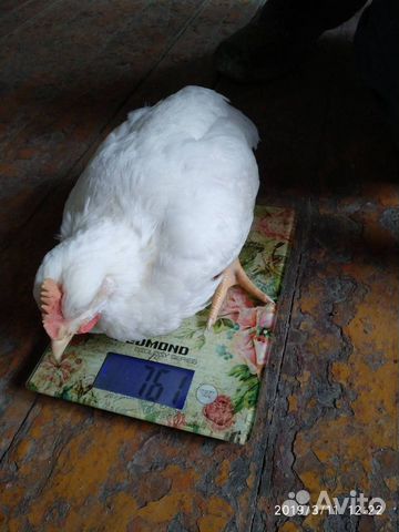 Цыплята подрост купить на Зозу.ру - фотография № 5