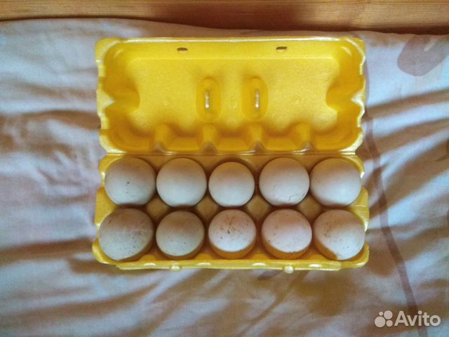 Инкубационные яйца Индоутки купить на Зозу.ру - фотография № 2