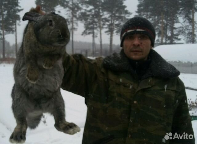 Кролик великан купить на Зозу.ру - фотография № 3