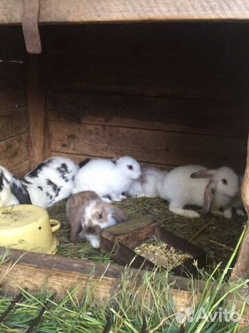 Продаются кролики различных пород купить на Зозу.ру - фотография № 3
