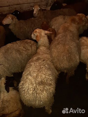 Овцы бараны купить на Зозу.ру - фотография № 3