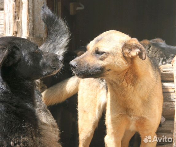 Собака в добрые руки купить на Зозу.ру - фотография № 5