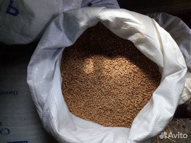Пшеница, дробленка пшеничная купить на Зозу.ру - фотография № 1
