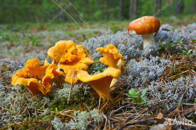 Лисички свежие Лисички свежие