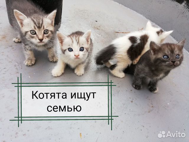 Объявления о котятах в челябинске. Объявления про котят. Объявление отдам котят. Объявление отдам котят в добрые руки. Оригинальное объявление о котятах в добрые.