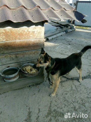 Собака Раиса купить на Зозу.ру - фотография № 2