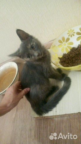 Котёнок девочка Скрипа купить на Зозу.ру - фотография № 4