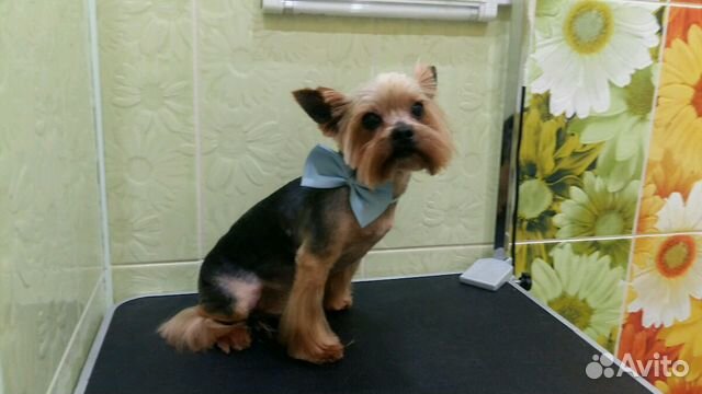 Стрижка собак мелких пород и котов