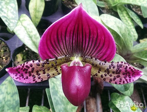 Орхидея Paphiopedilum 