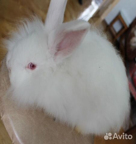 Пуховые кролики купить на Зозу.ру - фотография № 3
